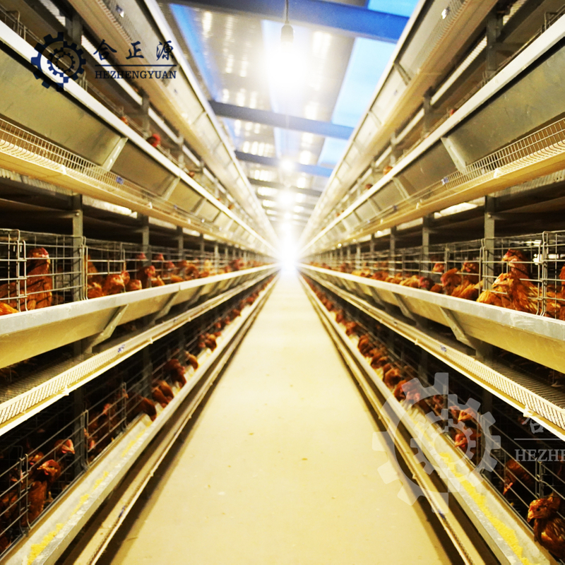 H Type Layer Chicken Farm 4 Tiers Poultry Battery Cages For Sale