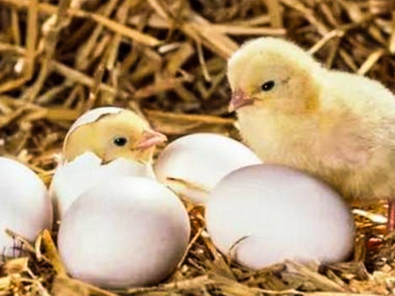 How To Raise Baby Chicks in The First 10 Days