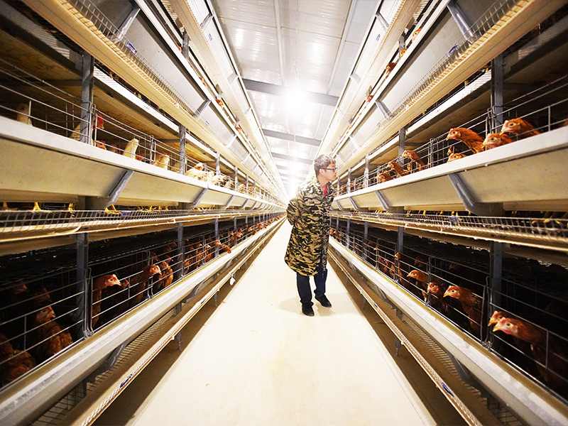 China H Type Chicken Cage Projects In Tajikistan