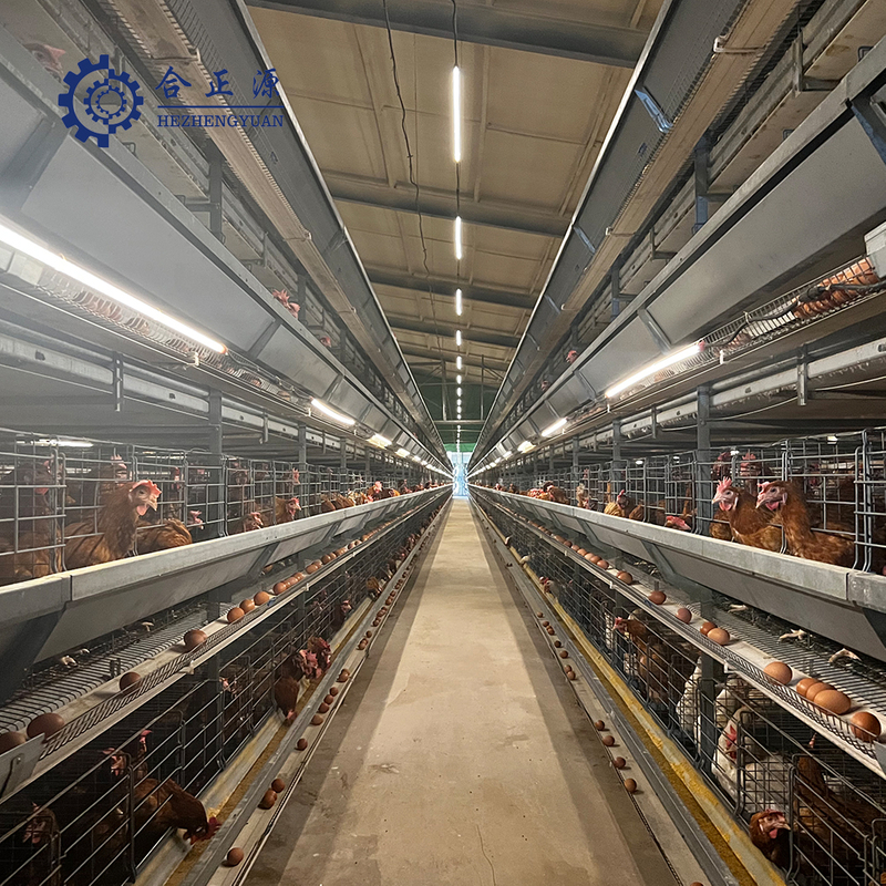 Automatic battery chicken layer cage system with automatic egg collection machine