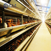 Laying Coop H Type Broiler Cages Feeder Battery Cage System