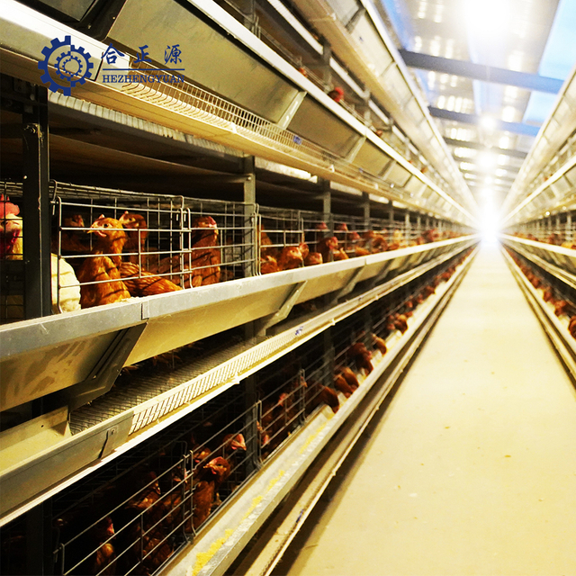 Laying Coop H Type Broiler Cages Feeder Battery Cage System