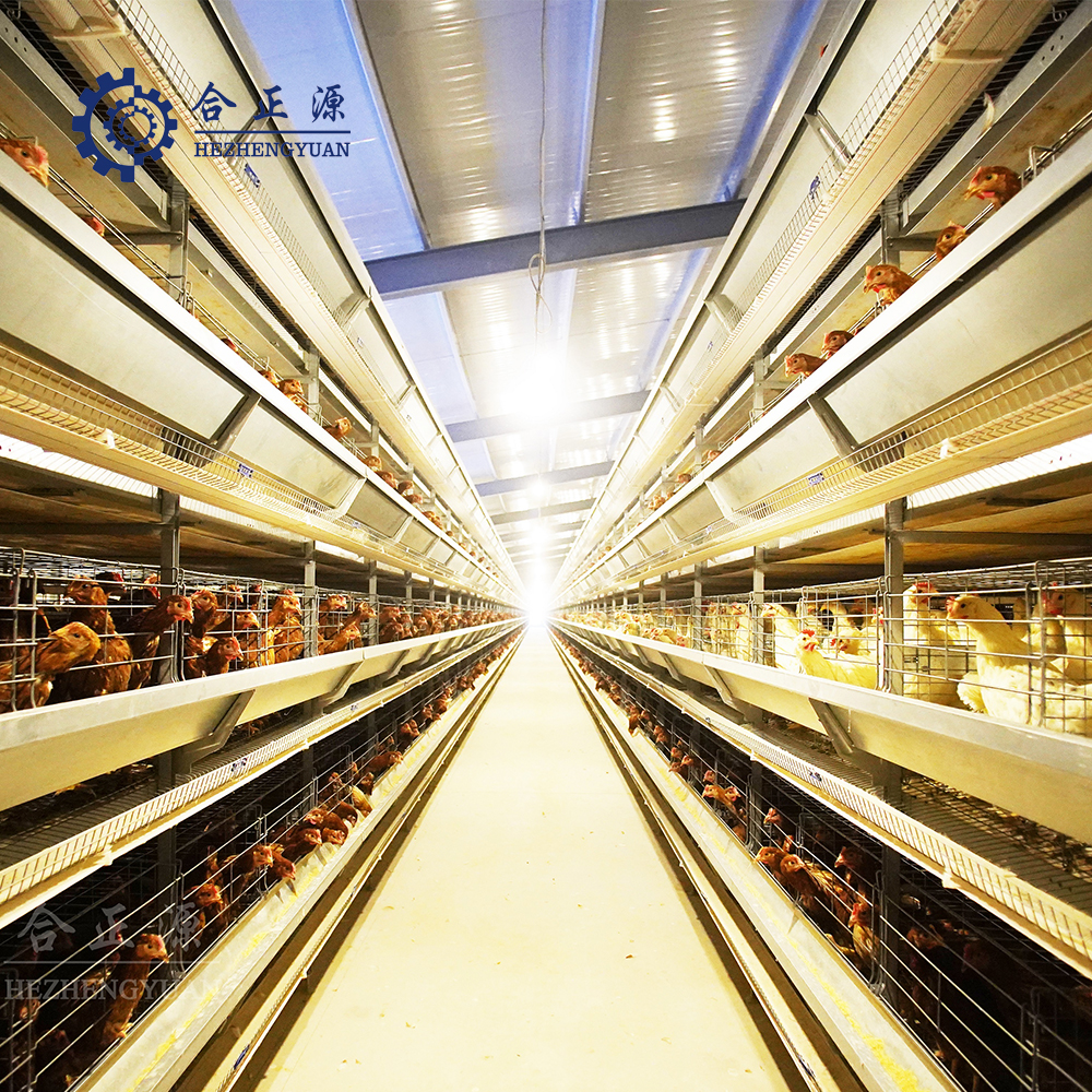 Modern Broiler Cage System in a Commercial Poultry Farm