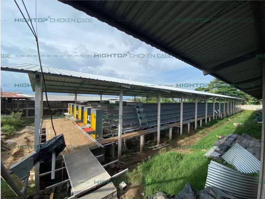 Providing A "Five-Star" Home for Hens: How Laying Hen Cage Equipment And Environmental Control Ensure Flock Health