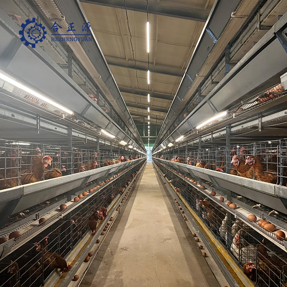 Modern automated egg collection machinery in a commercial layer farm